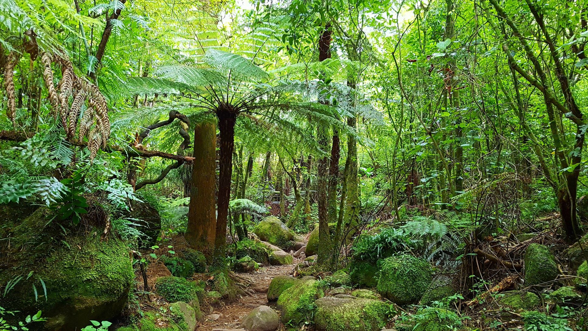 Pureora Forest New Zealand