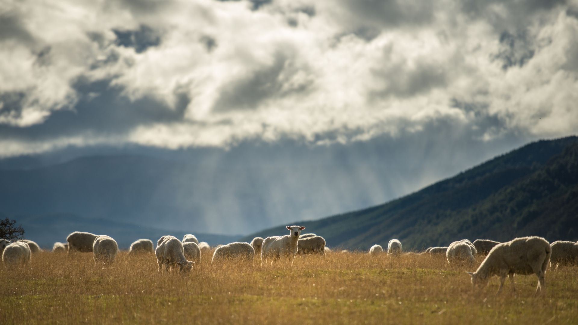 South Island New Zealand Sheep